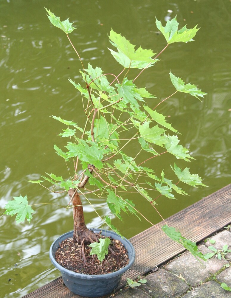BONSAI - Spitzahorn - anserv-272070 | Orsetto